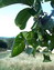 Juglans regia, Walnußbaum, Färbepflanze, Färberpflanze, Pflanzenfarben,  färben, Klostergarten Seligenstadt